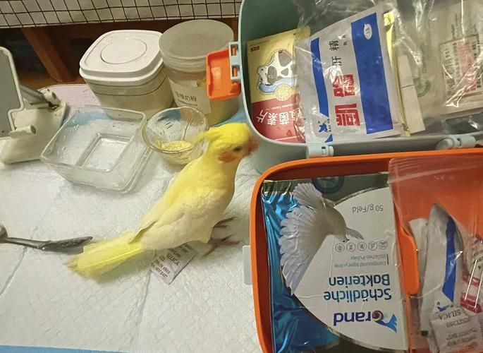 发现小鸟僵脖子装枯草别慌这是正常现象