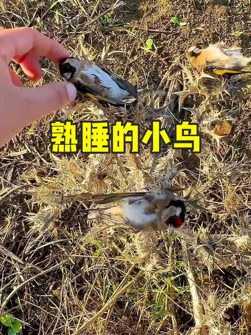 发现小鸟僵脖子装枯草别慌这是正常现象