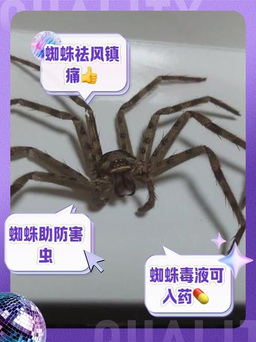 古时七夕节蚂蚁庄园冷知识 蜘蛛竟是吉祥物你信吗