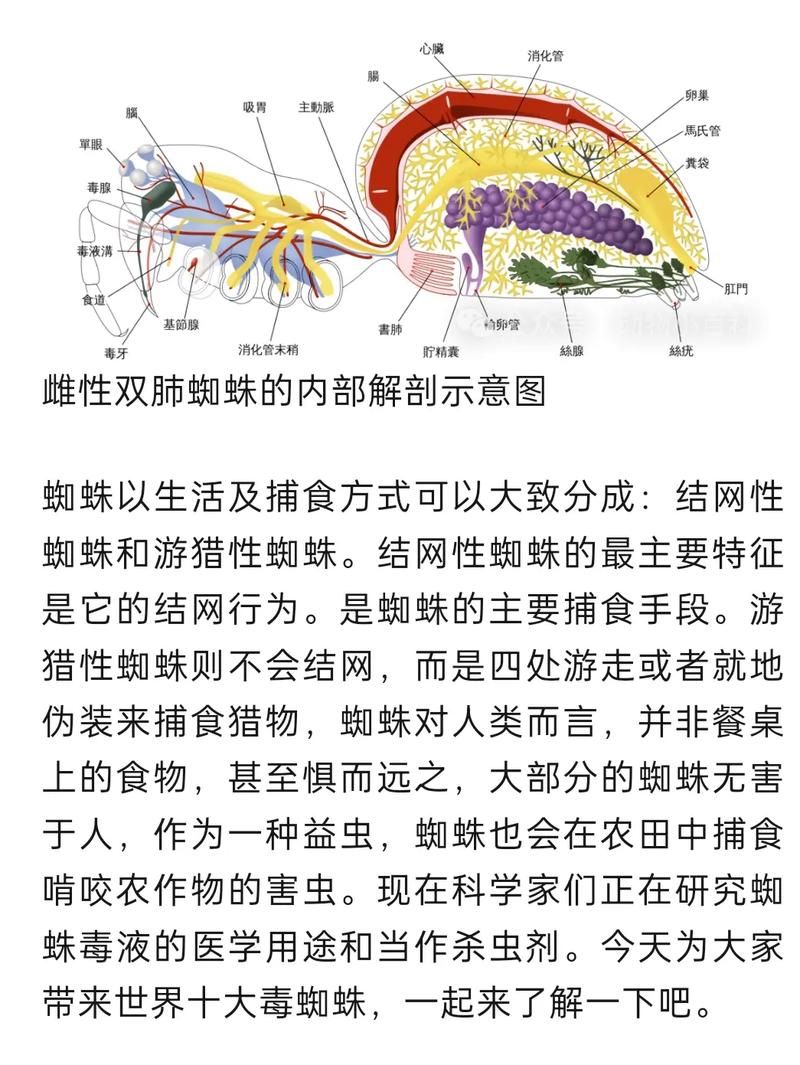 古时七夕节蚂蚁庄园冷知识 蜘蛛竟是吉祥物你信吗