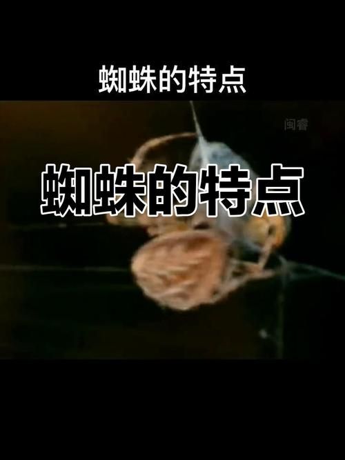 古时七夕节蚂蚁庄园冷知识 蜘蛛竟是吉祥物你信吗