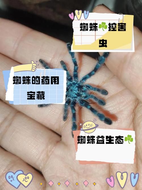 古时七夕节蚂蚁庄园冷知识 蜘蛛竟是吉祥物你信吗
