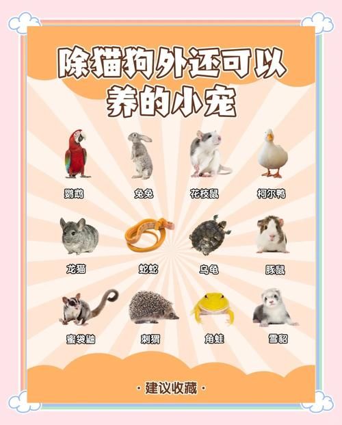 君子好逑蚂蚁庄园宠物养成 如何培养最强伙伴