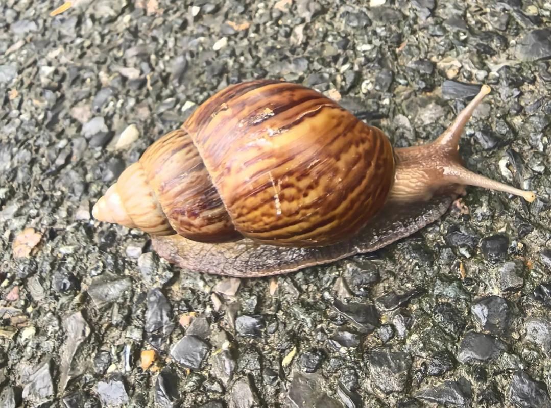 吸血蜗牛长啥样带你认识这种罕见蜗牛的真面目