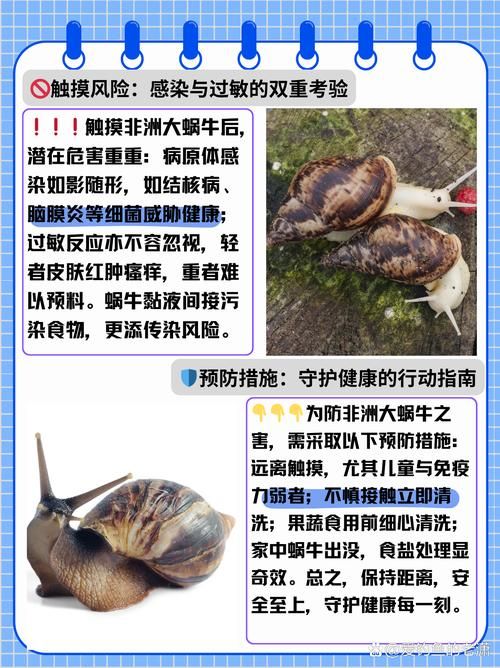 吸血蜗牛长啥样带你认识这种罕见蜗牛的真面目