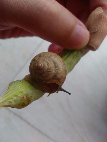 吸血蜗牛长啥样带你认识这种罕见蜗牛的真面目