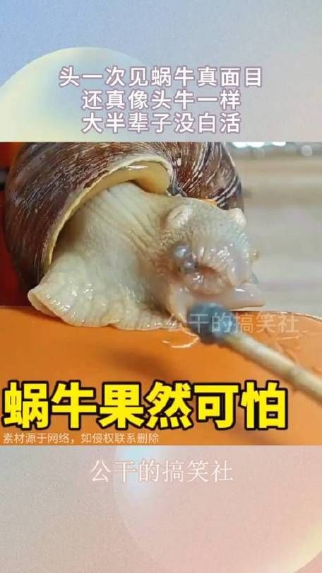 吸血蜗牛长啥样带你认识这种罕见蜗牛的真面目