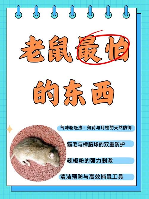 哪个不是铁鼠的技能快来了解一下这些常见误区