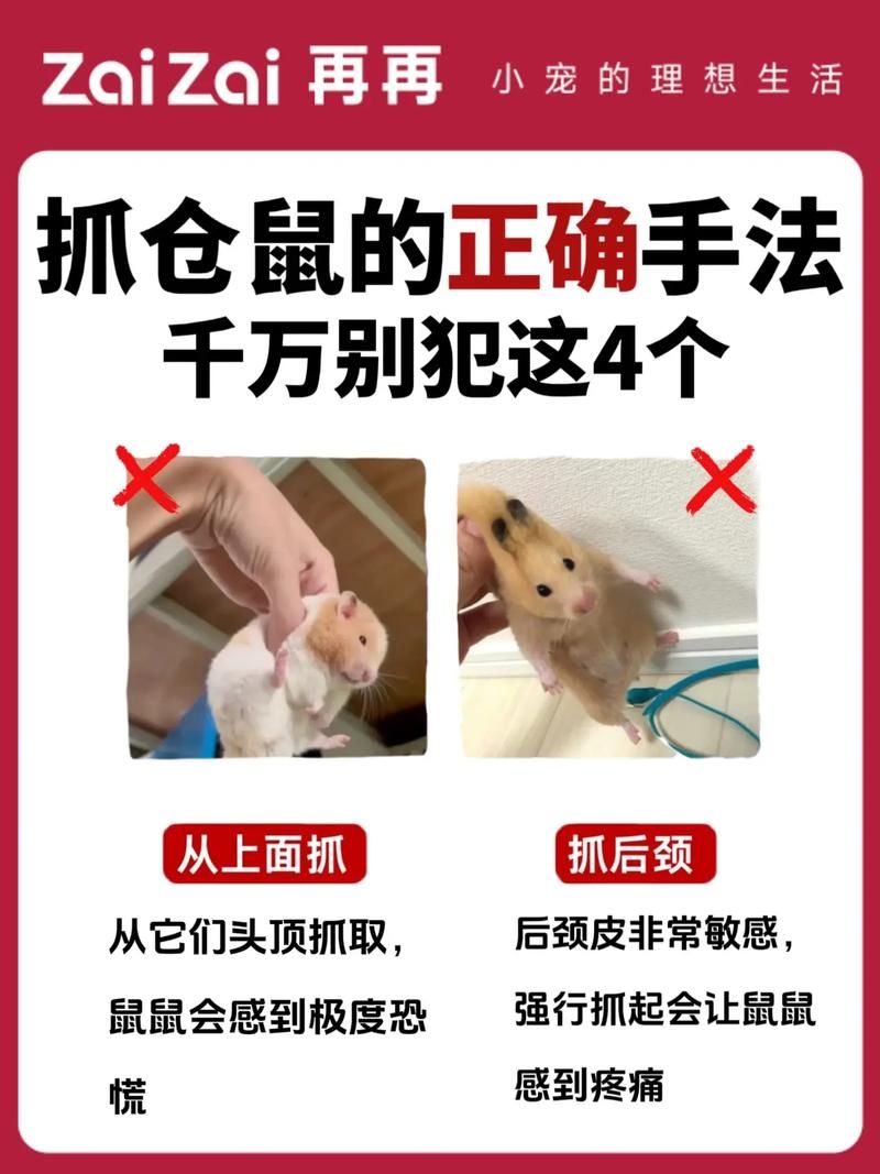 哪个不是铁鼠的技能快来了解一下这些常见误区