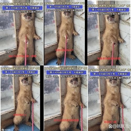 哪个不是铁鼠的技能快来了解一下这些常见误区