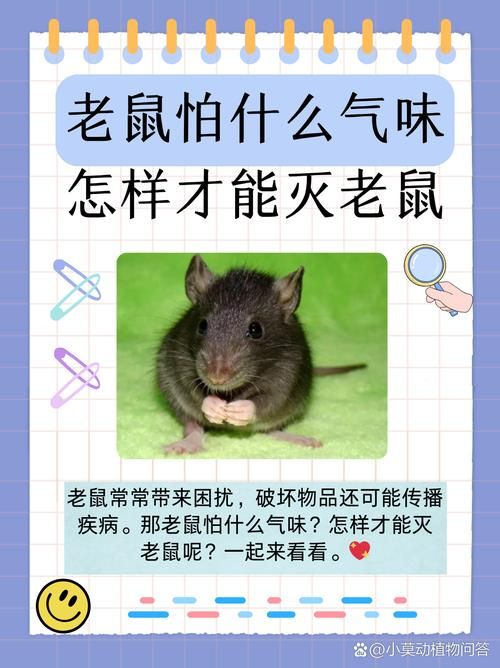 哪个不是铁鼠的技能快来了解一下这些常见误区