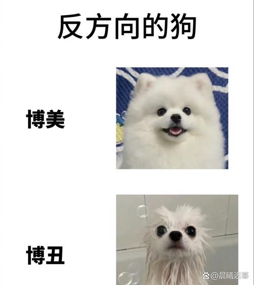 哪种动物没有方向感揭秘这些路痴小可爱