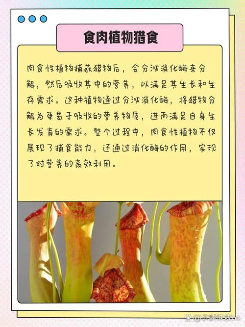 哪种植物也是吃肉的一起来认识食肉植物的秘密