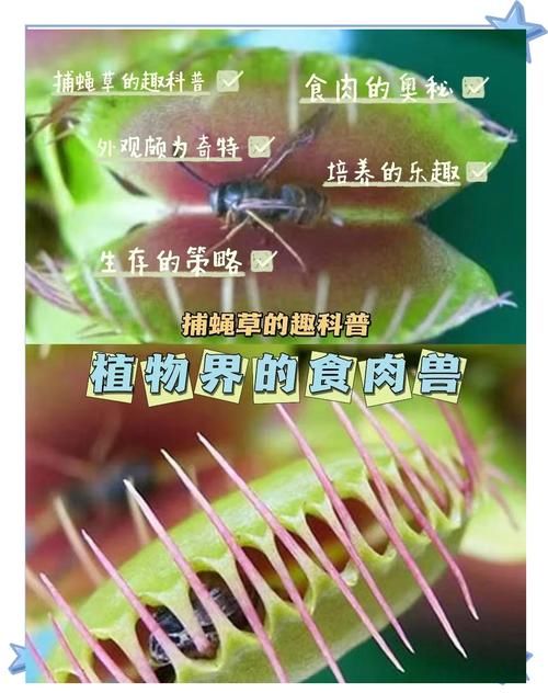 哪种植物也是吃肉的一起来认识食肉植物的秘密