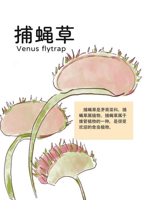 哪种植物也是吃肉的一起来认识食肉植物的秘密