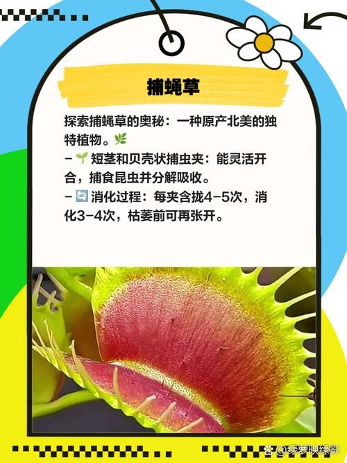 哪种植物也是吃肉的一起来认识食肉植物的秘密