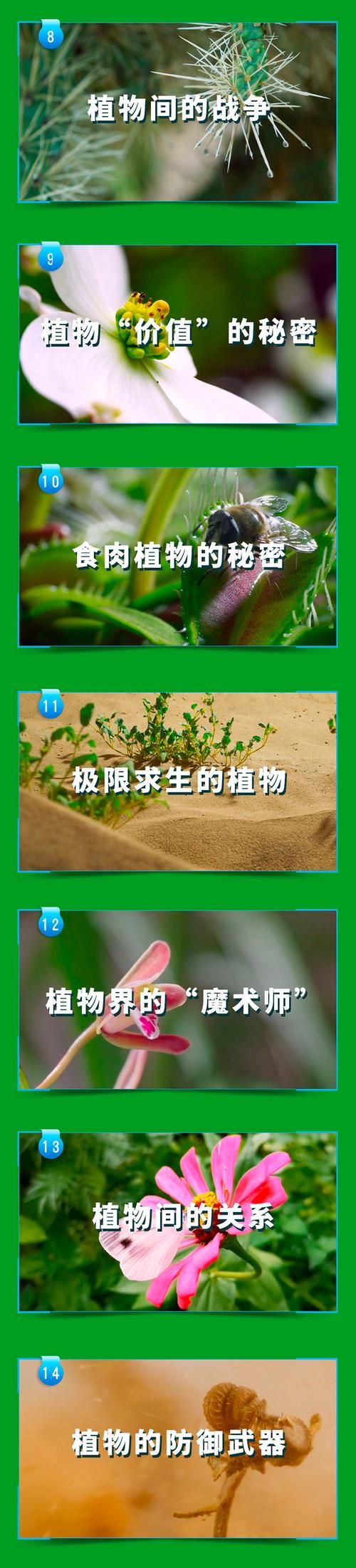 哪种植物也是吃肉的一起来认识食肉植物的秘密