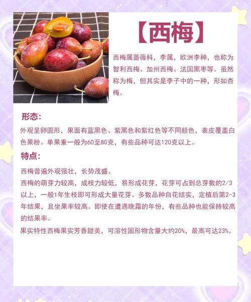 哪种西梅更新鲜度高 新鲜西梅的辨别方法大全