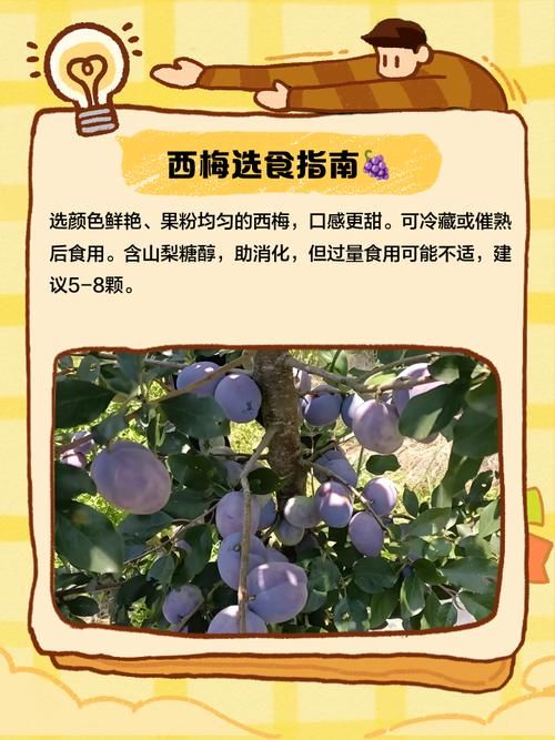 哪种西梅更新鲜度高 新鲜西梅的辨别方法大全