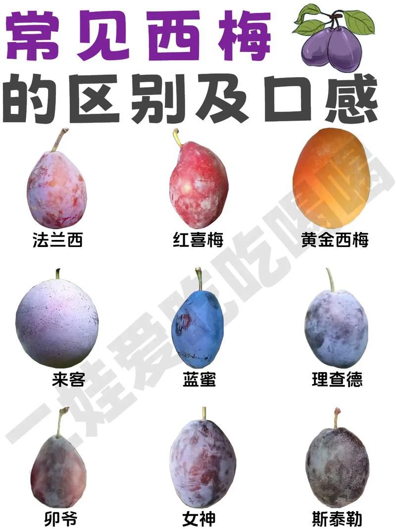 哪种西梅更新鲜度高 新鲜西梅的辨别方法大全