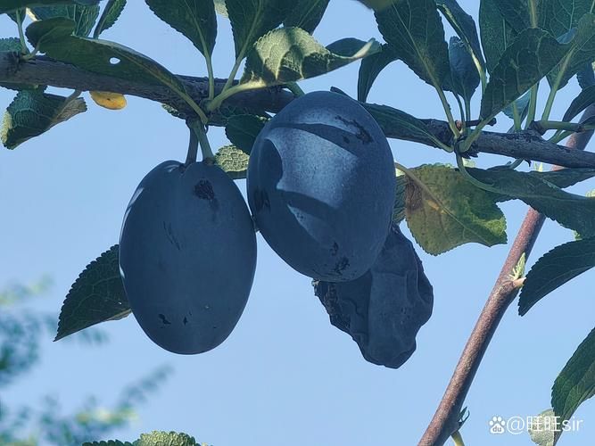 哪种西梅更新鲜度高 新鲜西梅的辨别方法大全