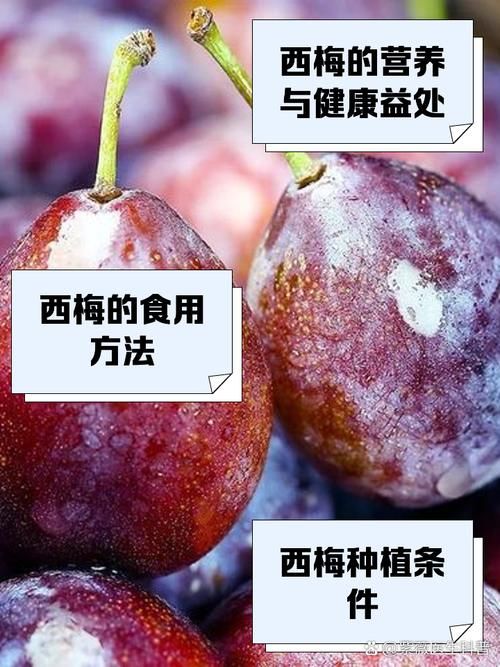 哪种西梅更新鲜度高 新鲜西梅的辨别方法大全