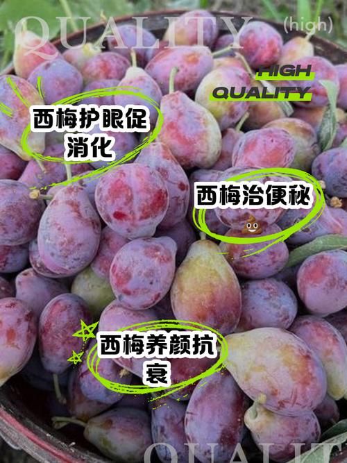 哪种西梅更新鲜度高 新鲜西梅的辨别方法大全