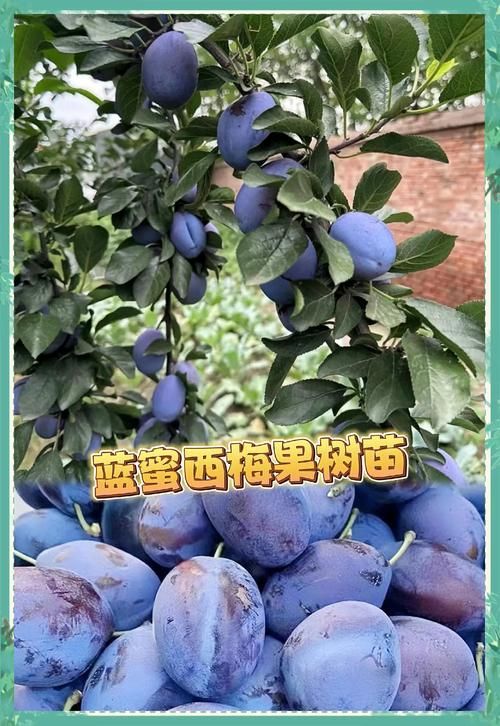 哪种西梅更新鲜度高 新鲜西梅的辨别方法大全