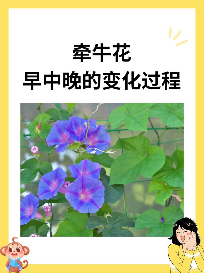 喇叭花什么时候开放