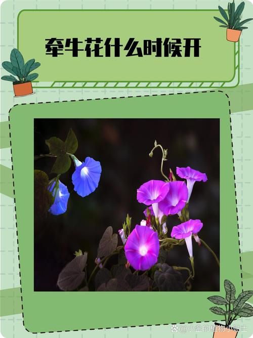 喇叭花什么时候开放