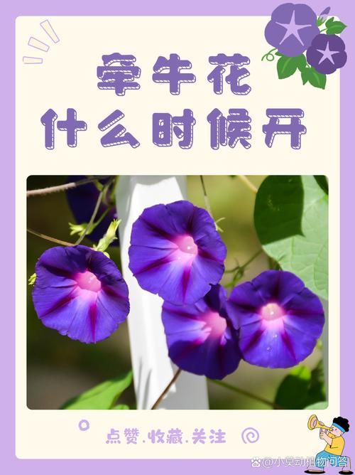 喇叭花什么时候开放