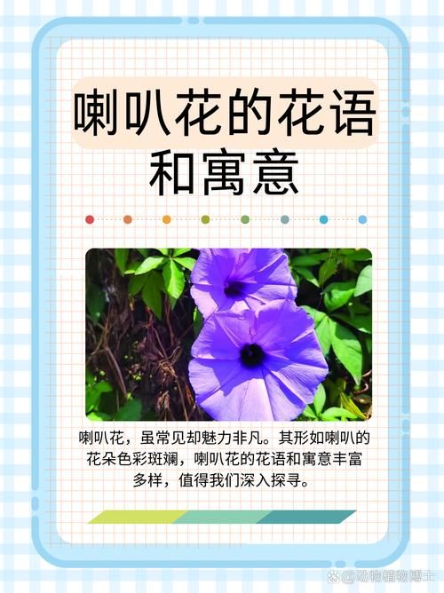 喇叭花什么时候开放