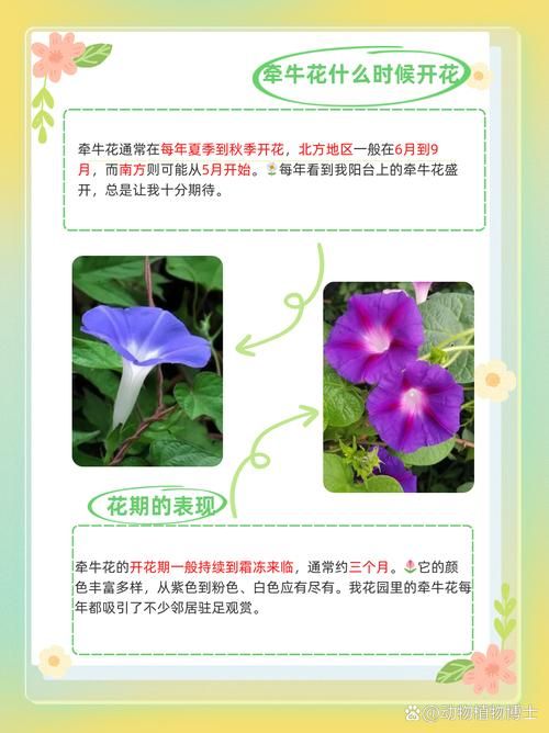喇叭花什么时候开放