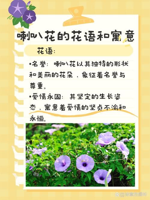 喇叭花什么时候开放