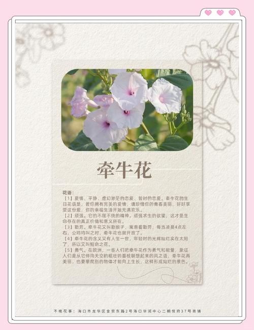喇叭花什么时候开放