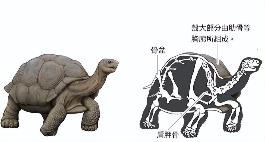 坚硬的龟壳有什么用 乌龟壳的实用功能全知道
