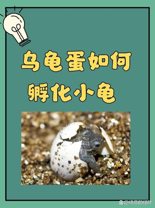 坚硬的龟壳有什么用 乌龟壳的实用功能全知道