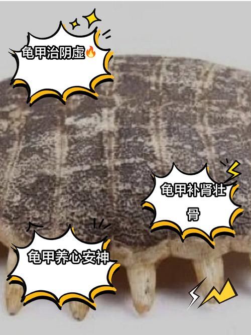 坚硬的龟壳有什么用 乌龟壳的实用功能全知道