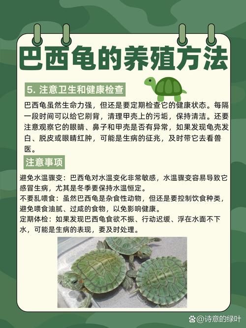 坚硬的龟壳有什么用 乌龟壳的实用功能全知道
