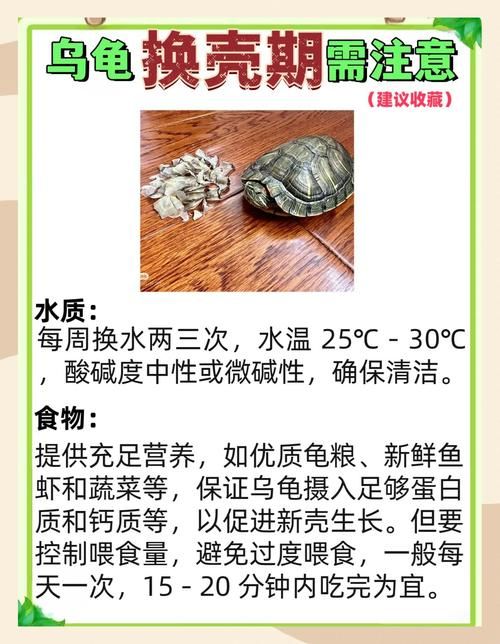 坚硬的龟壳有什么用 乌龟壳的实用功能全知道