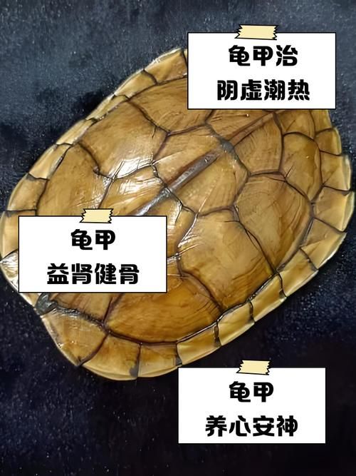 坚硬的龟壳有什么用 乌龟壳的实用功能全知道