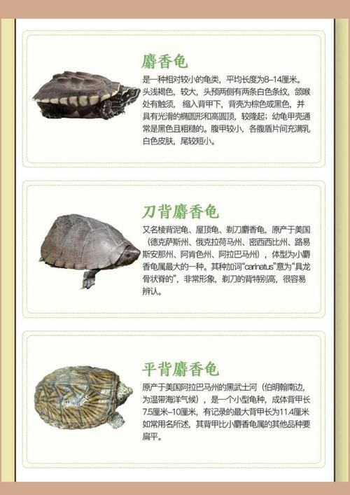 坚硬的龟壳有什么用 乌龟壳的实用功能全知道