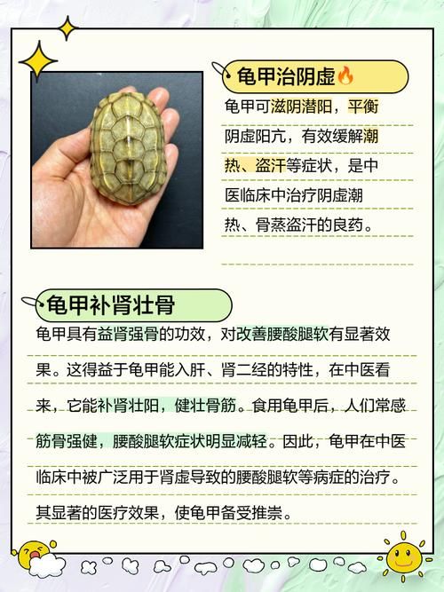 坚硬的龟壳有什么用 乌龟壳的实用功能全知道