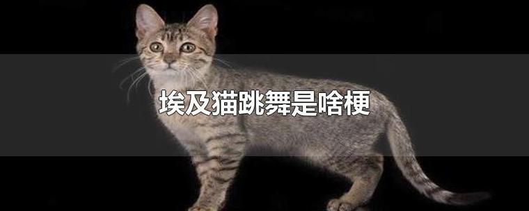 埃及猫跳舞网站在哪下载 手机电脑都能用
