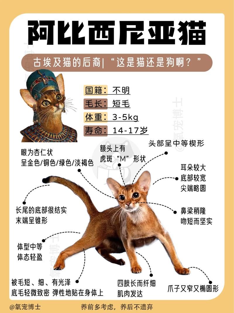 埃及猫跳舞网站在哪下载 手机电脑都能用