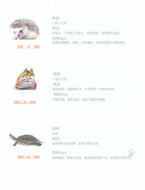 天书奇谈什么宠物好 新手必看宠物选择攻略