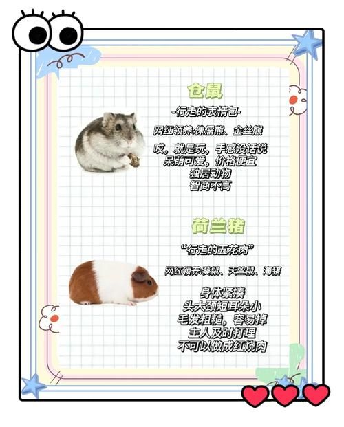 天书奇谈什么宠物好 新手必看宠物选择攻略