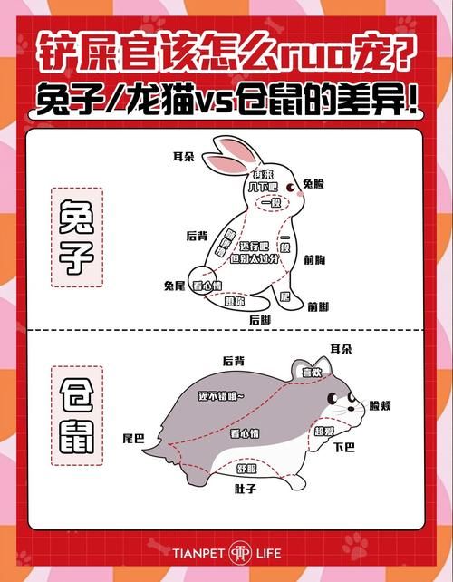 天书奇谈什么宠物好 新手必看宠物选择攻略