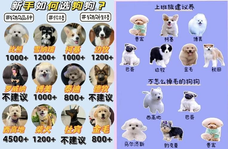 天书奇谈什么宠物好 新手必看宠物选择攻略