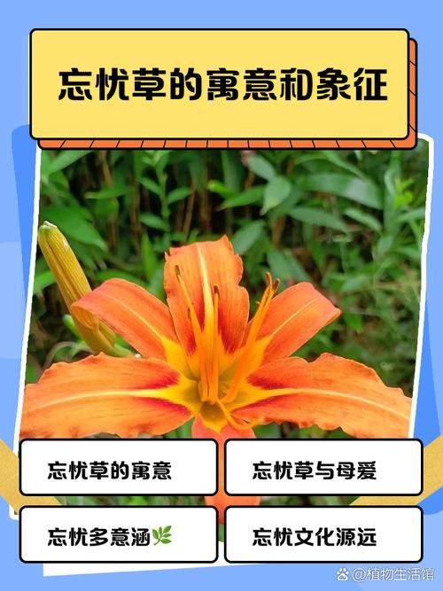 天天5g探花忘忧草种植方法简单易学快来试试